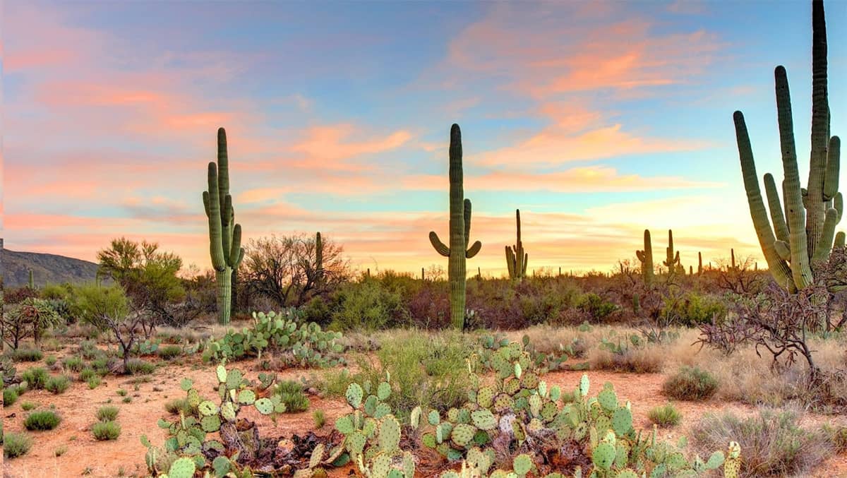 Desert with cacti