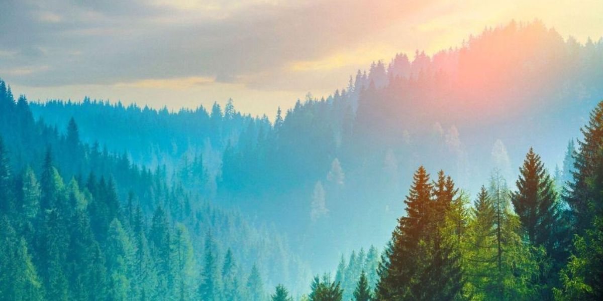 Picutre of hills of trees at sunset